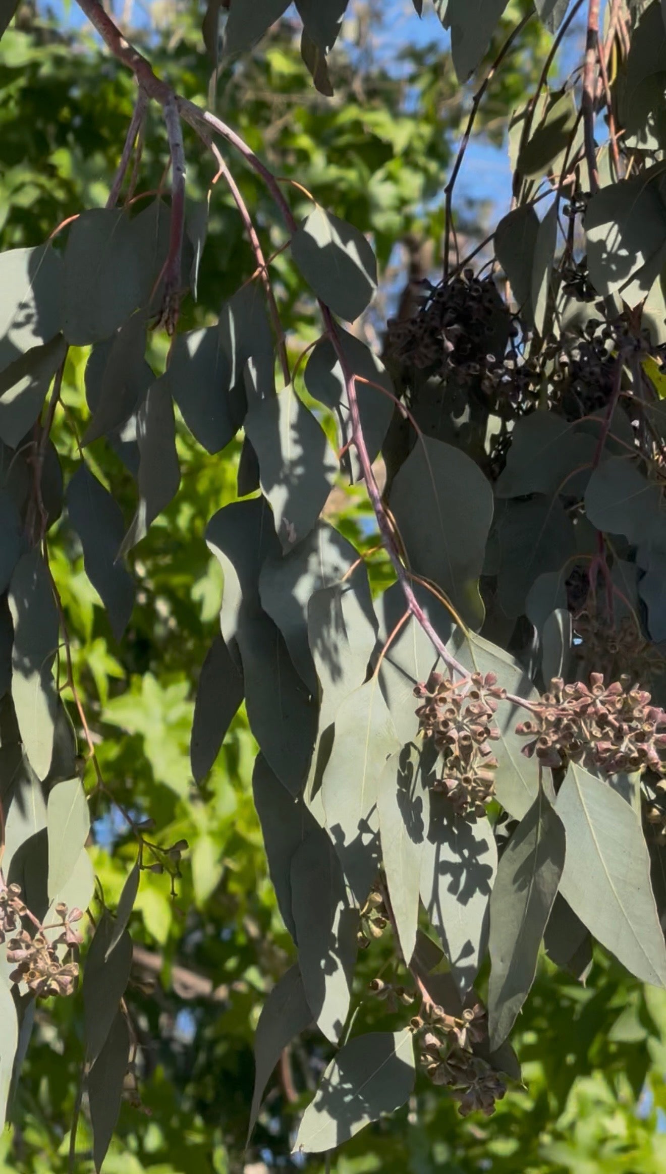 Dried eucalyptus leaves