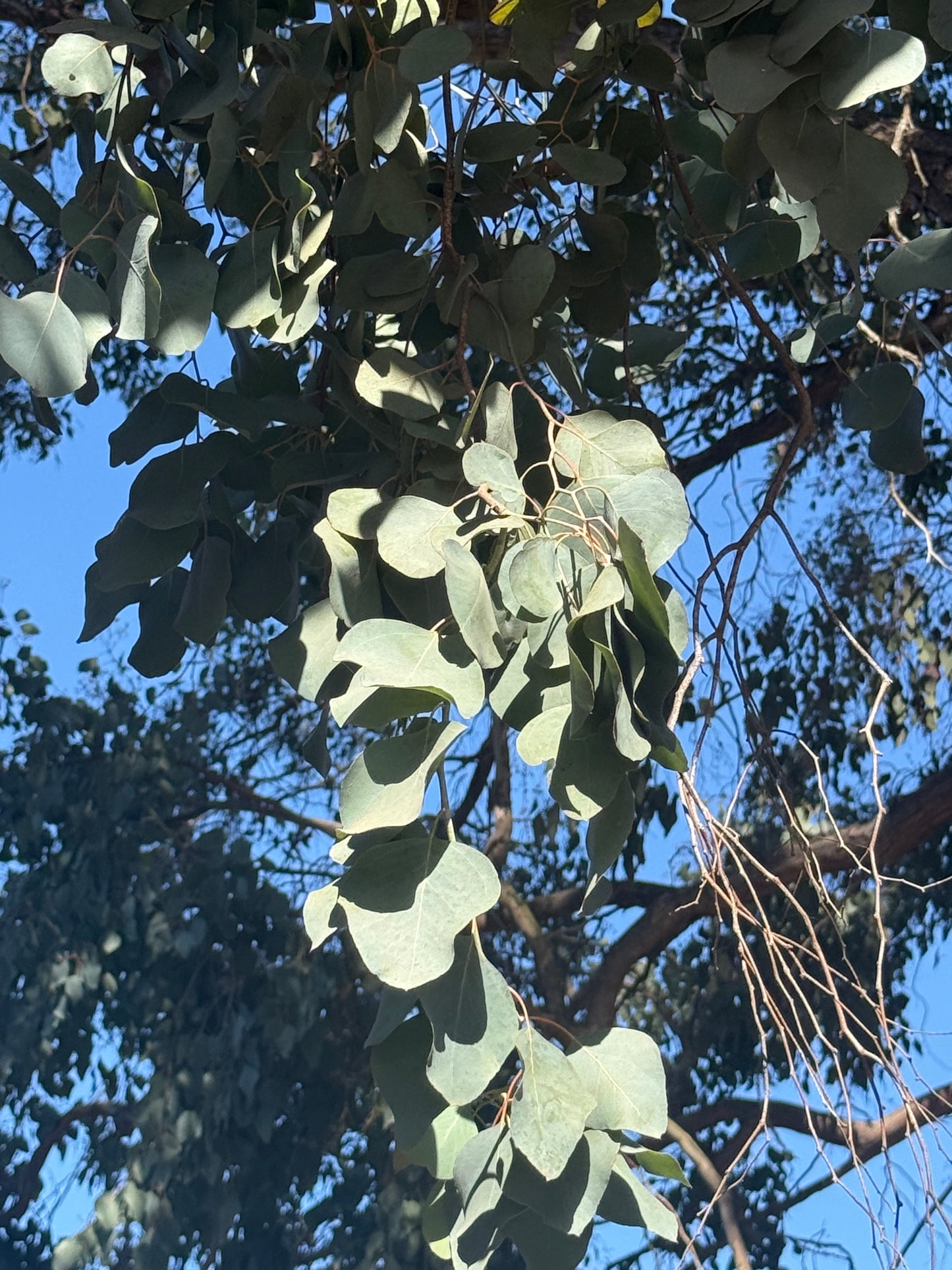 Dried eucalyptus leaves
