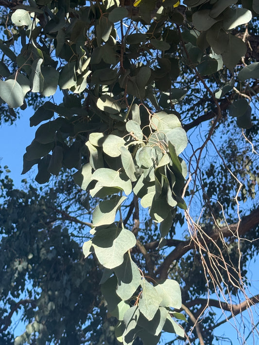 Dried eucalyptus leaves