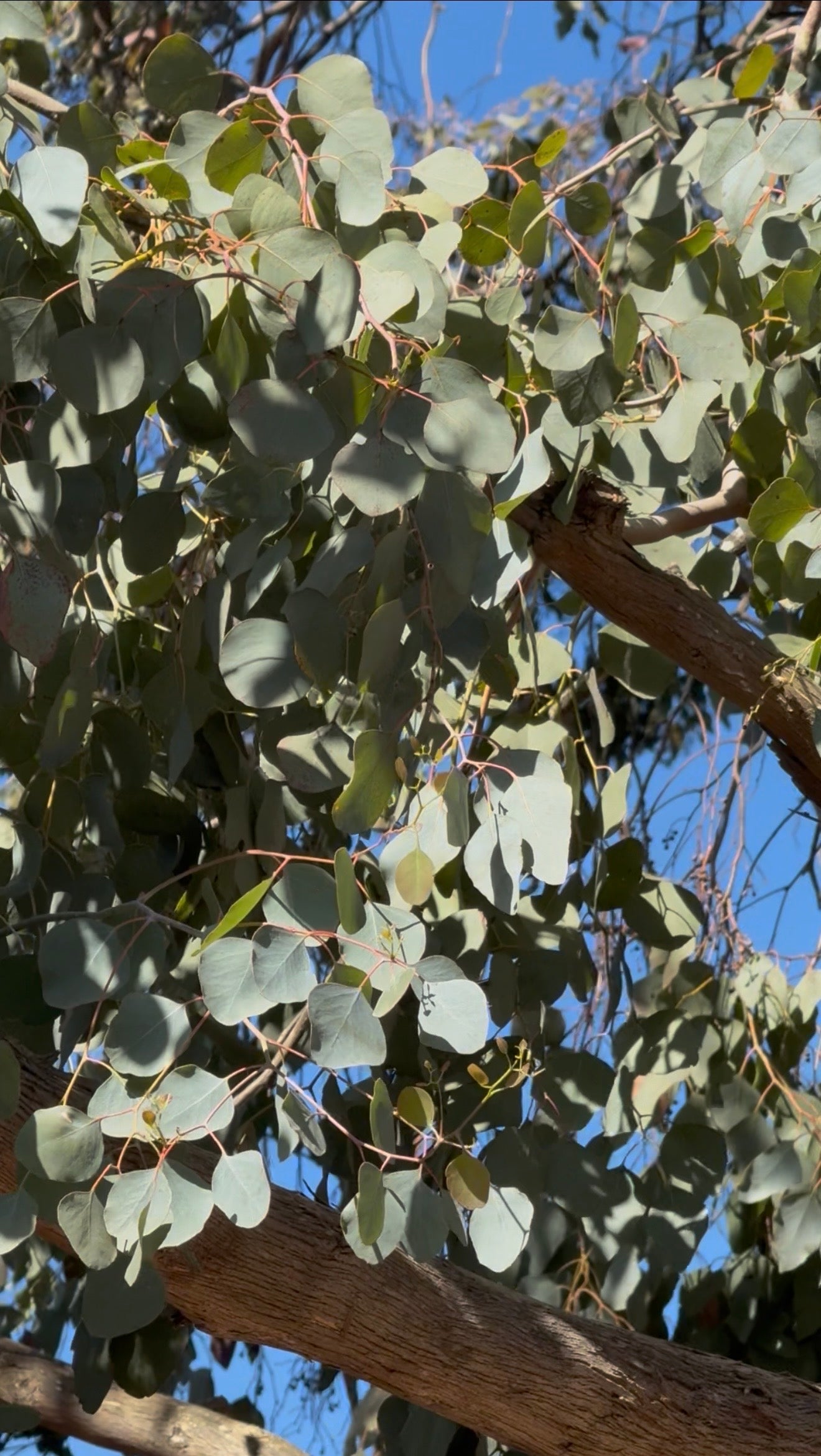 Dried eucalyptus leaves