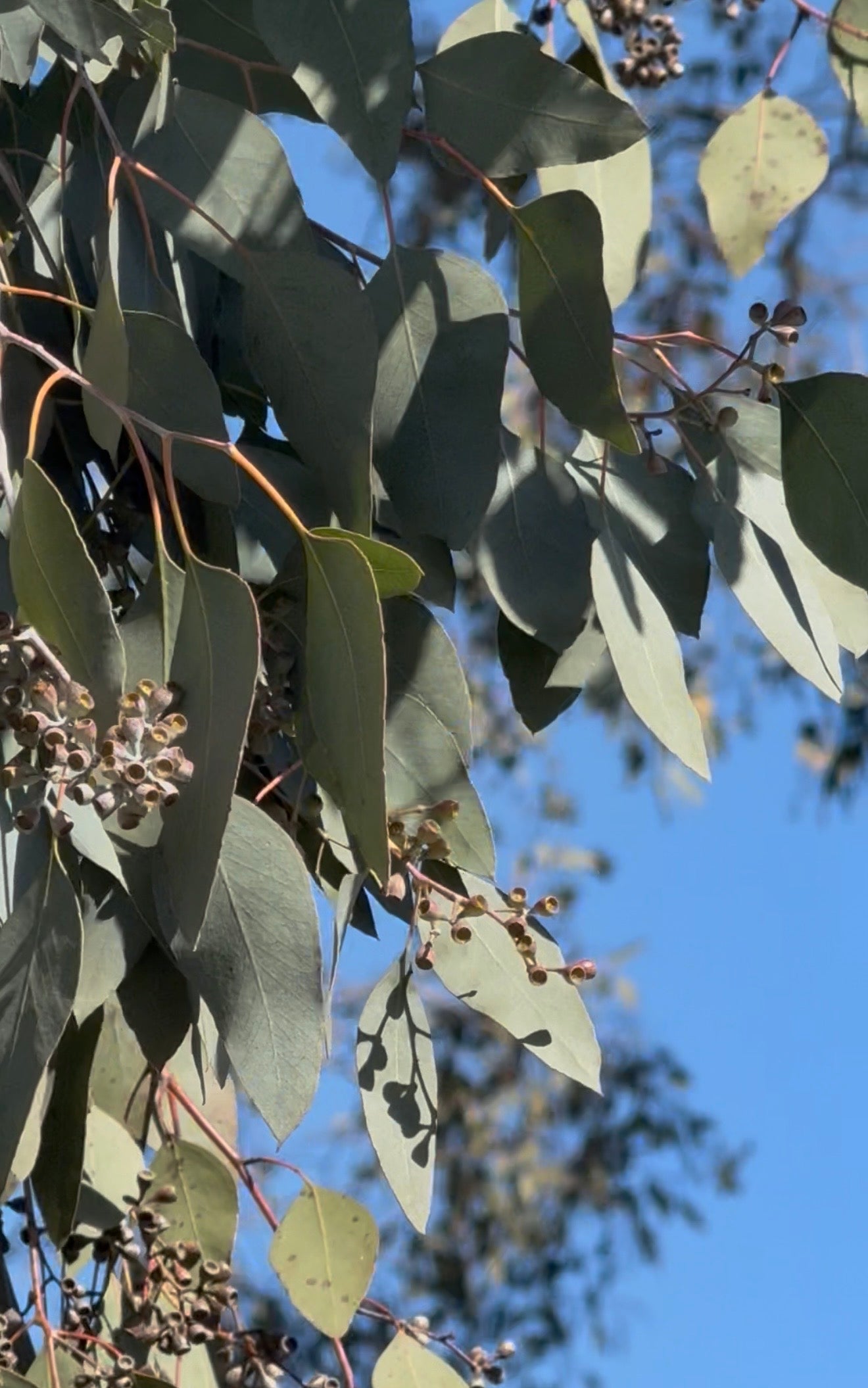 Dried eucalyptus leaves