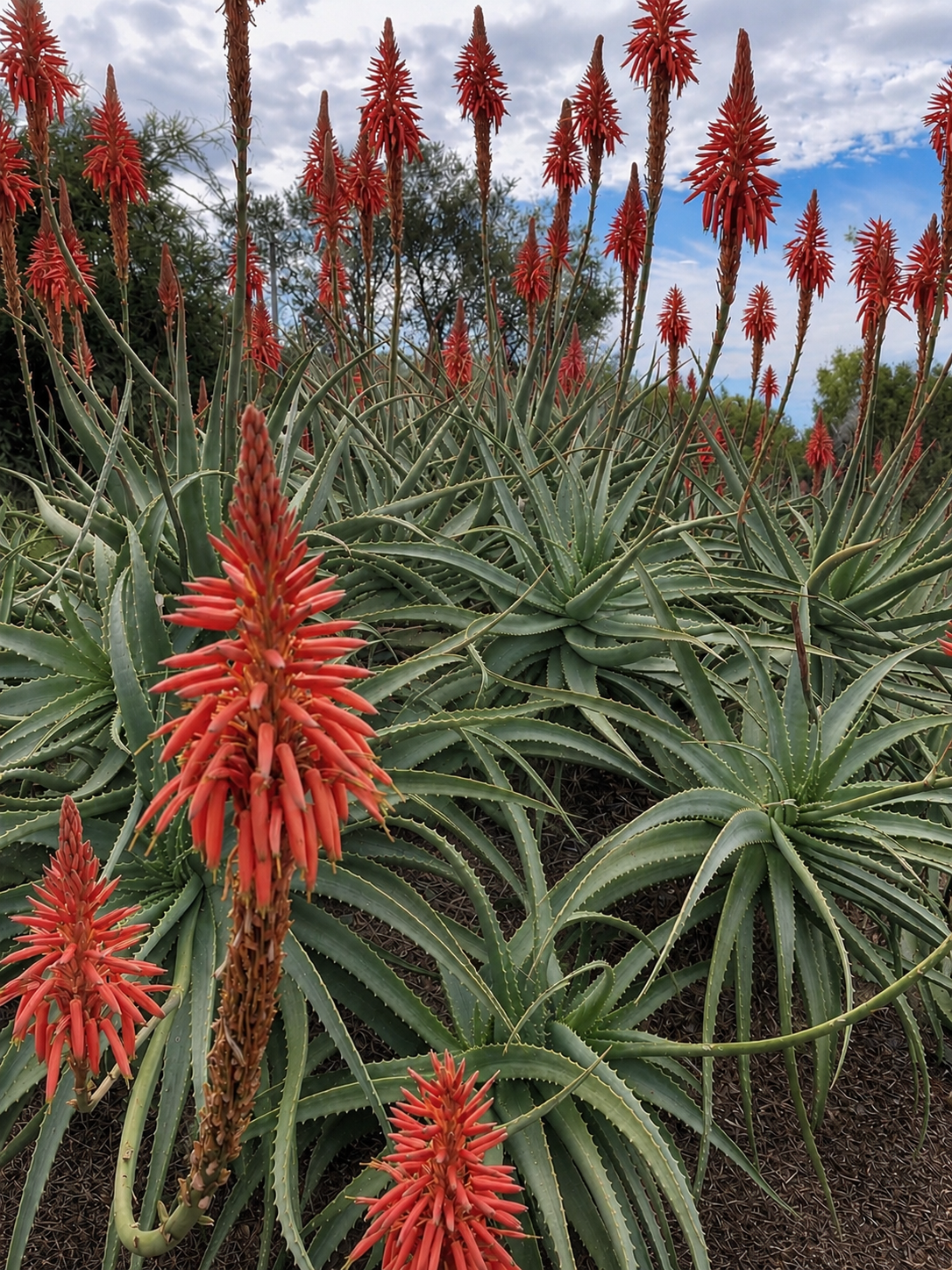 Aloe Vera Leaf - Candelabra Aloe (Aloe arborescens)