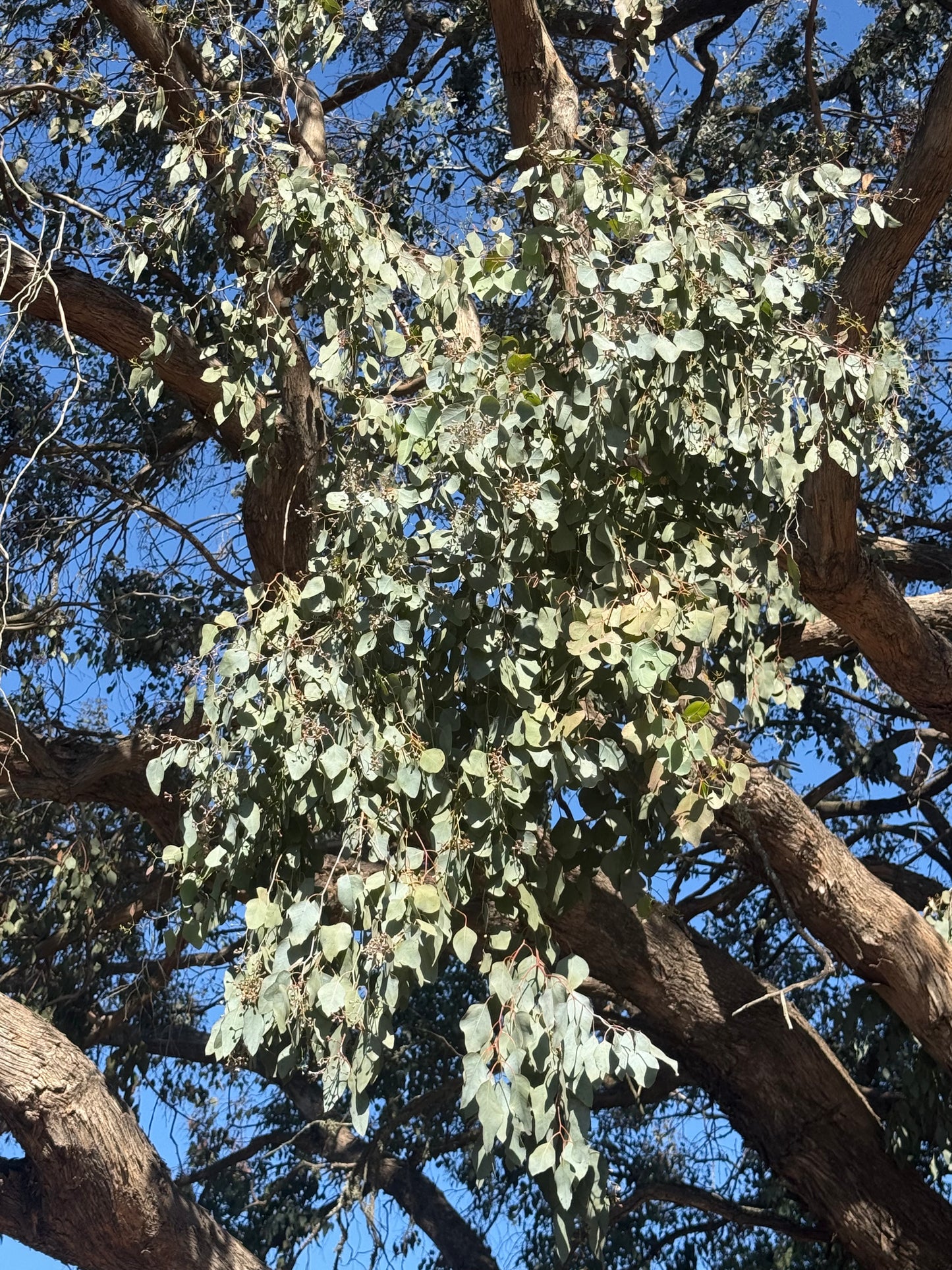Dried eucalyptus leaves