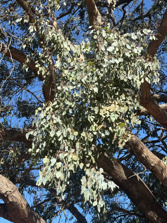 Dried eucalyptus leaves